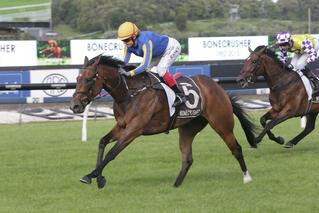 Spirits Aubeer heading an all Karaka Trifecta in G3 Bonecrusher Stakes. Photo: Trish Dunell